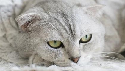 爱游戏电竞竞猜-前程快后程稳成胜利主流模式？，前程下一句